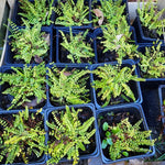 Asplenium trichomanes, petite fougère verte persistante aux frondes fines lancéolées