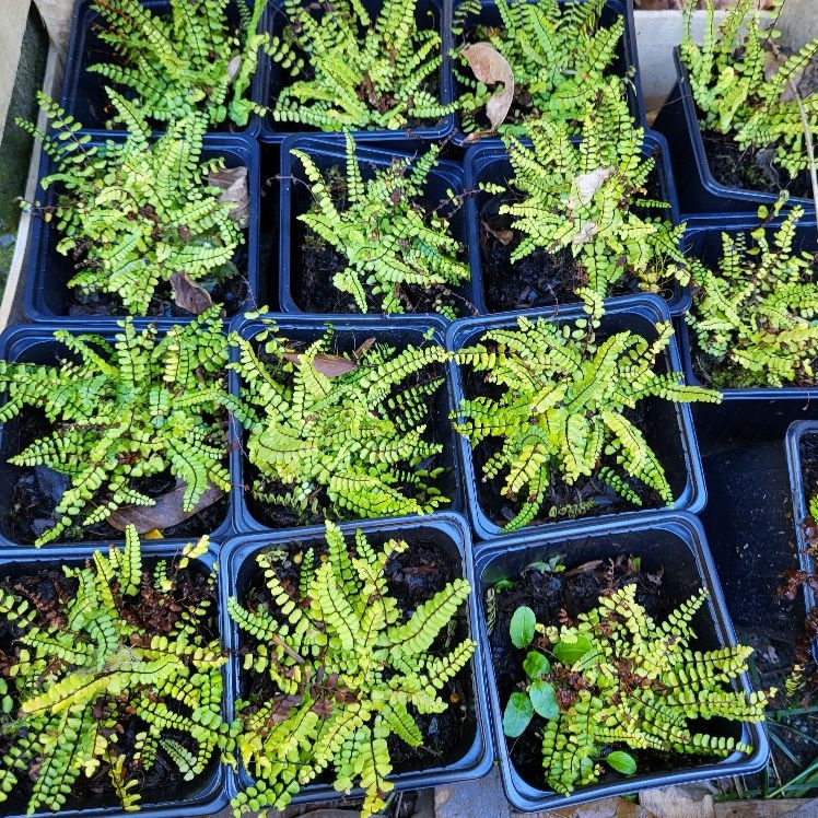 Asplenium trichomanes, petite fougère verte persistante aux frondes fines lancéolées