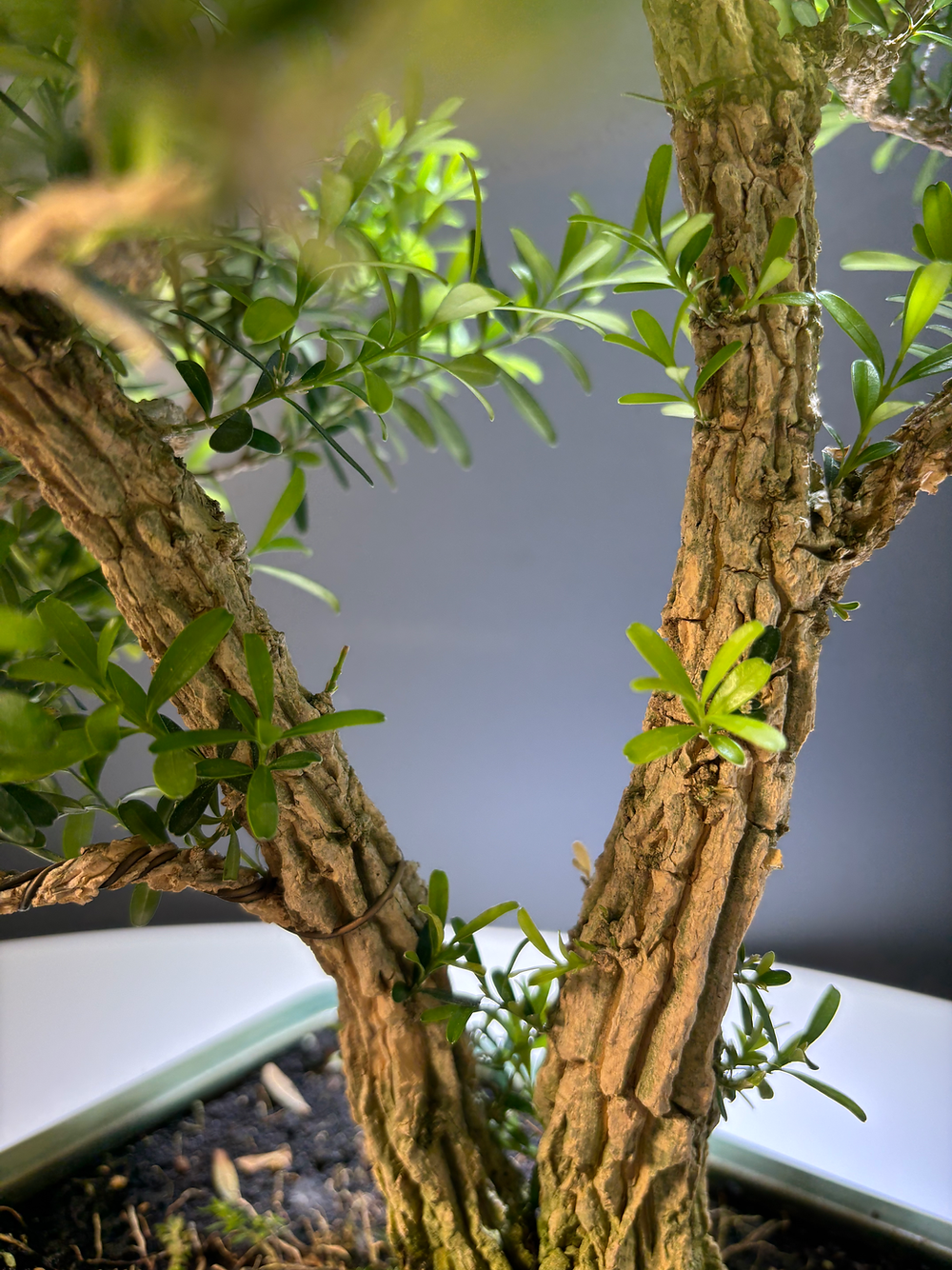 Bonsai Buxus harlandii buis de Chine 
