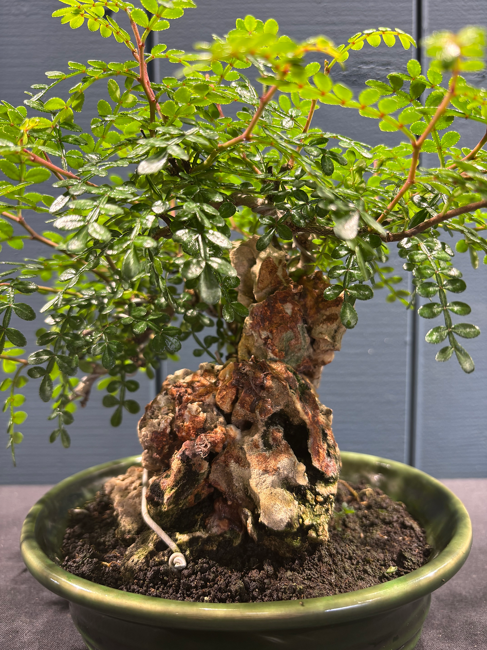 Bonsaï faux-poivrier Zanthoxyllum sur roches, hauteur 21cm, pot 5cm