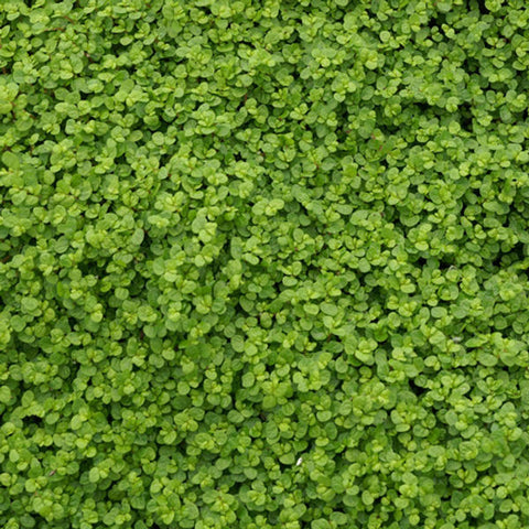 SOLEIROLIA soleirolii