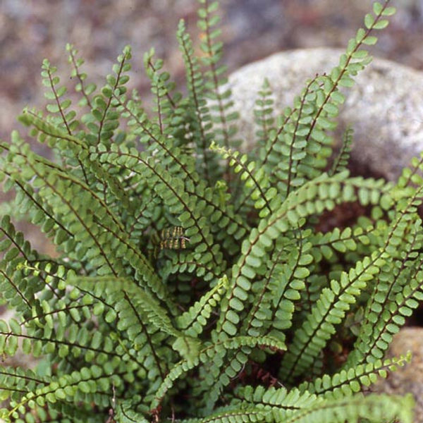 Asplenium trichomanes, petite fougère verte persistante aux frondes fines lancéolées