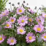 Anémone du Japon 'Pocahontas' ® en fleurs rose vif au cœur jaune doré