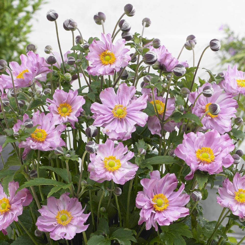 Anémone du Japon 'Pocahontas' ® en fleurs rose vif au cœur jaune doré