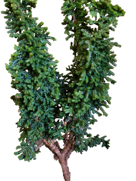 Chamaecyparis obtusa ‘Sekka’ (Hinoki)