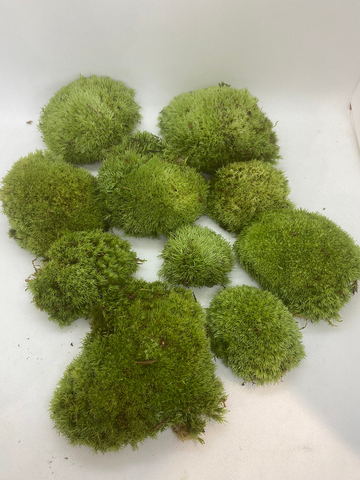 Mousse boule naturelle vivante (Leucobryum glaucum)