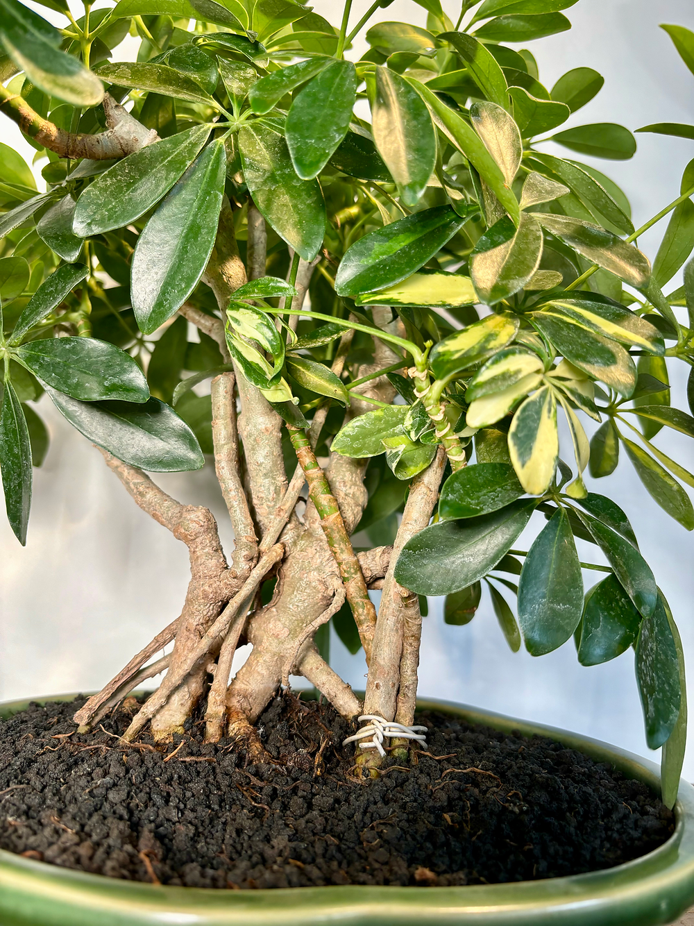 Schefflera arboricola