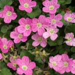 Erodium variabile ‘Bishop’s Form’, plante couvre-sol compacte avec feuillage vert et fleurs roses, adaptée sol sec ensoleillé, godet 8 cm.