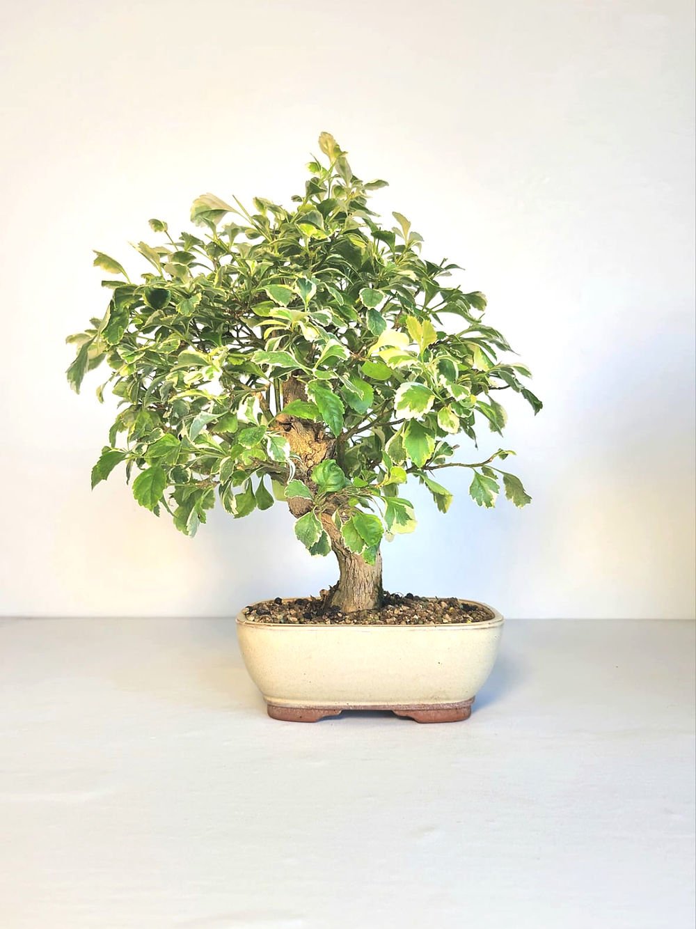 Durantha repens (Vanillier de Cayenne) - Bonsaï