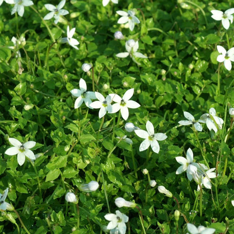 PRATIA pedunculata 'Alba'