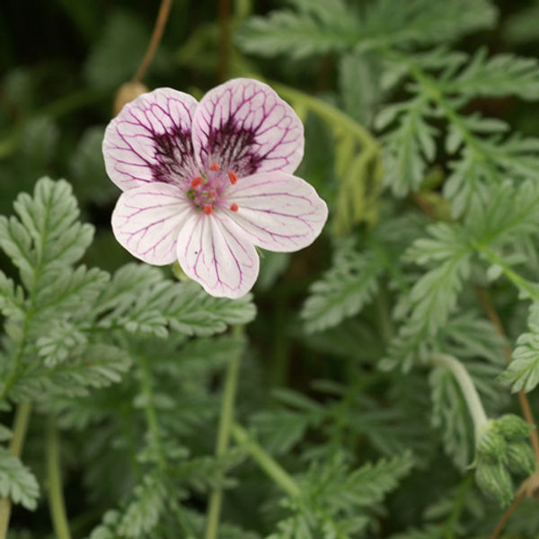Erodium kolbianum ‘Natasha’ avec feuillage gris persistant et fleurs rose pâle, plante couvre-sol compacte pour sol sec et ensoleillé.