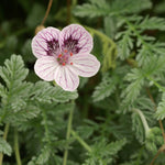 Erodium kolbianum ‘Natasha’ avec feuillage gris persistant et fleurs rose pâle, plante couvre-sol compacte pour sol sec et ensoleillé.