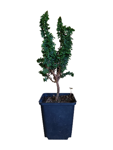 Chamaecyparis obtusa ‘Sekka’ (Hinoki)