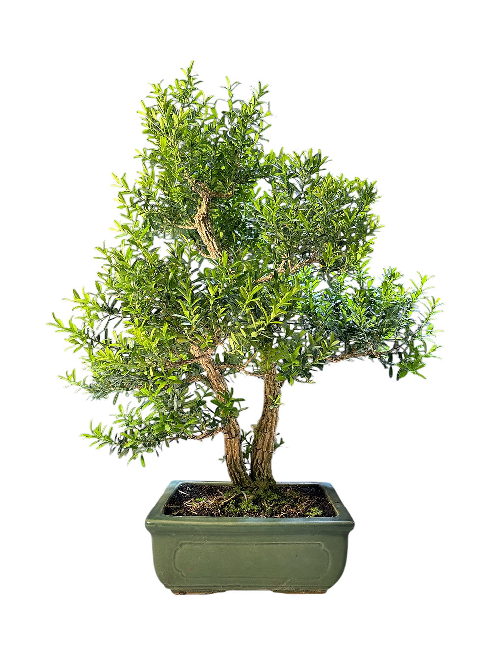 Bonsai Buxus harlandii buis de Chine 28cm, arbre compact et élégant