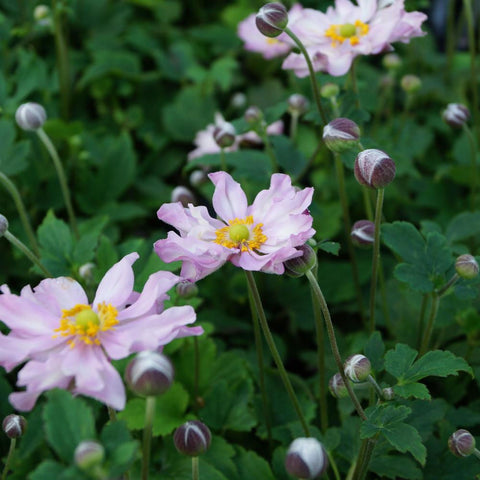 ANEMONE hupehensis 'Pocahontas'®