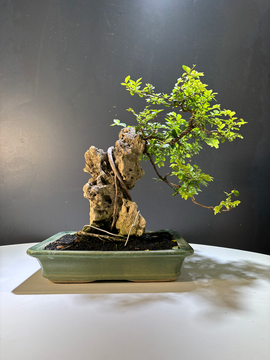 Zelkova parvifolia sur roche (Orme de Chine)