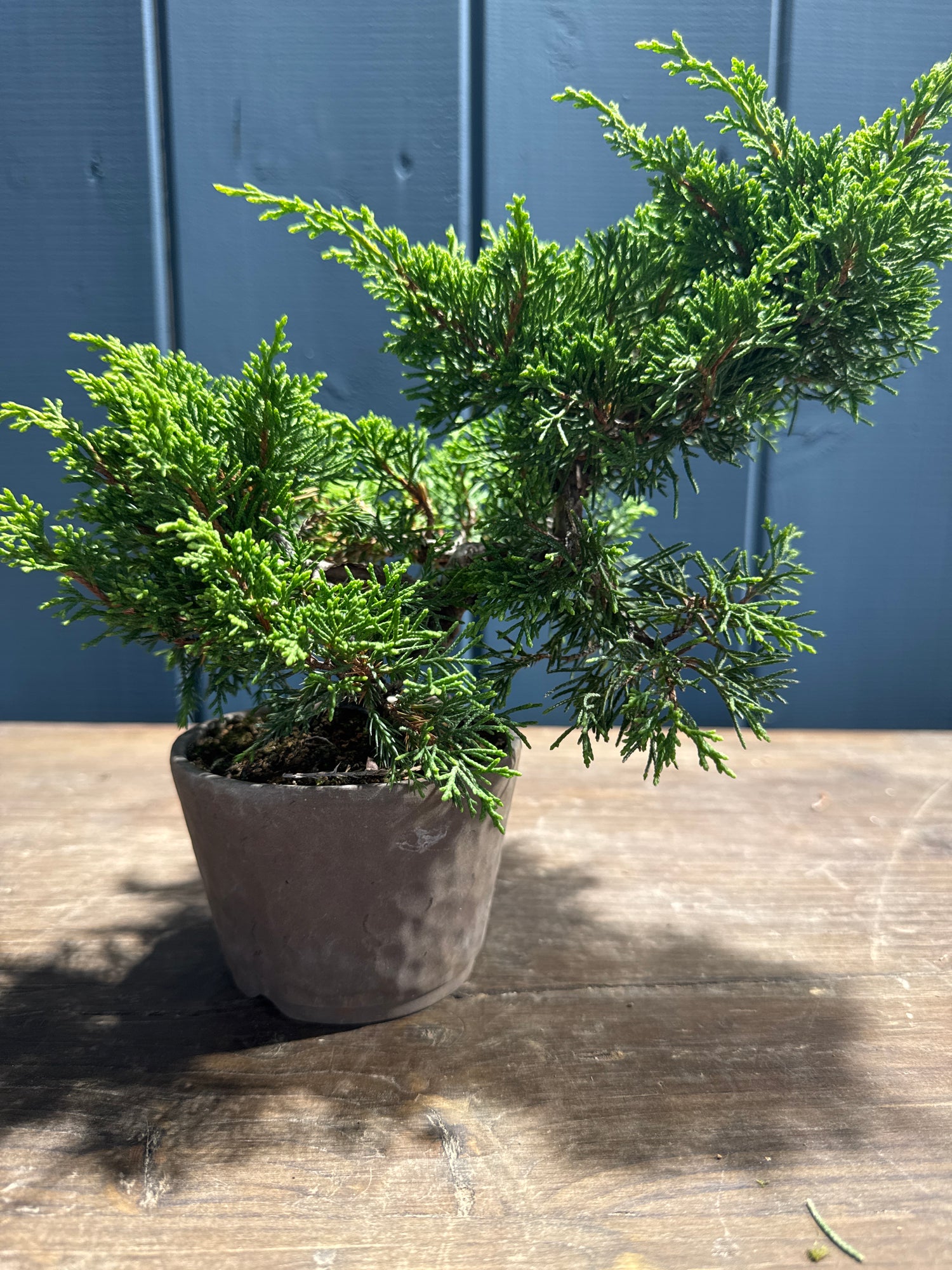 Juniperus chinensis ‘Itoigawa’ JC05