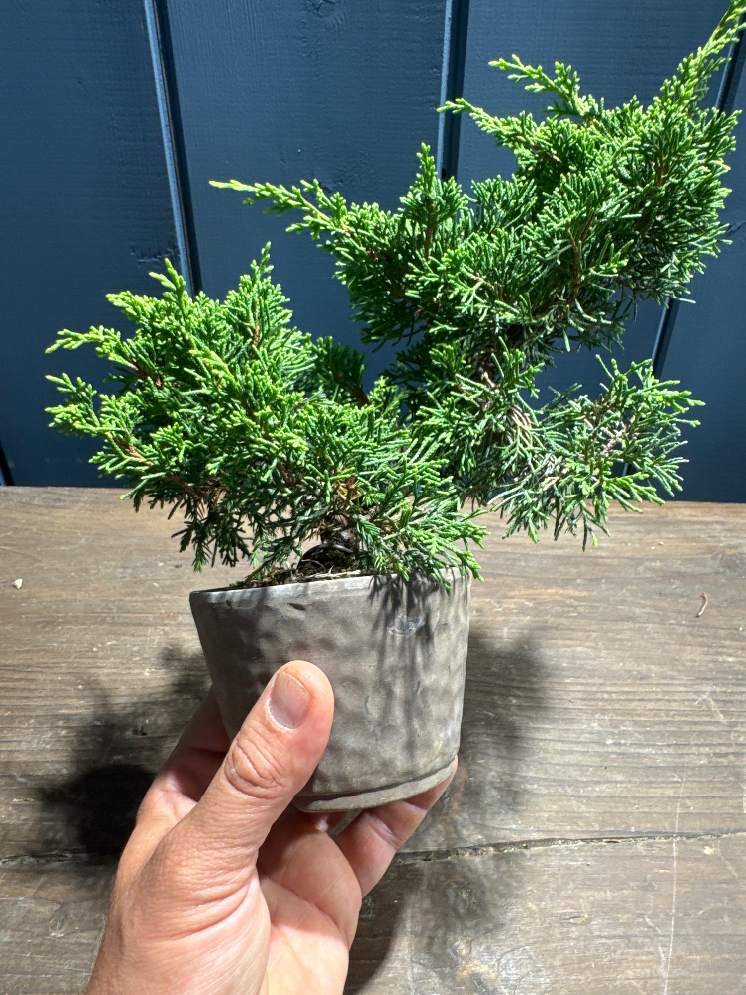 Juniperus chinensis ‘Itoigawa’ JC05