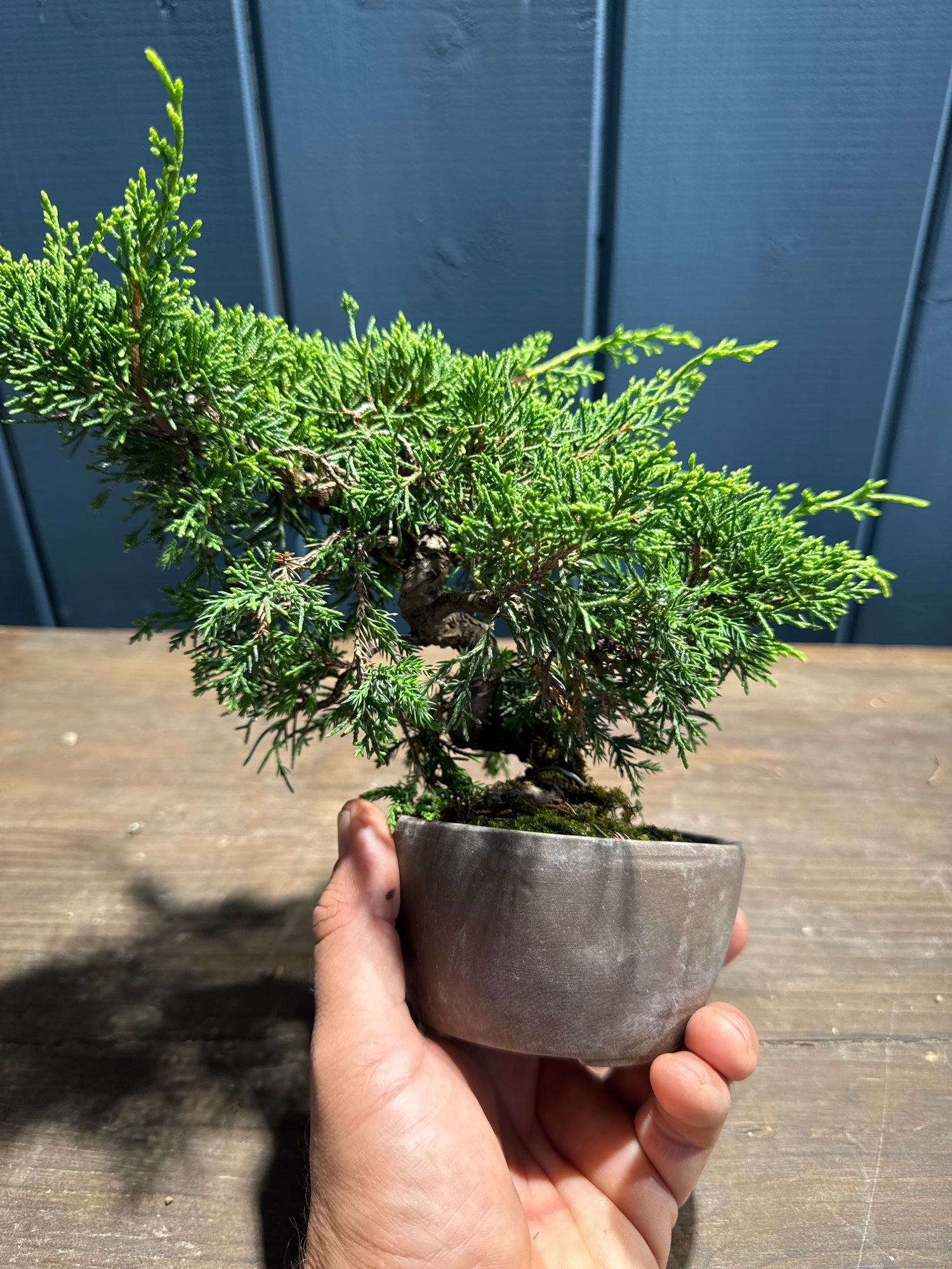 Juniperus chinensis ‘Itoigawa’ JC04