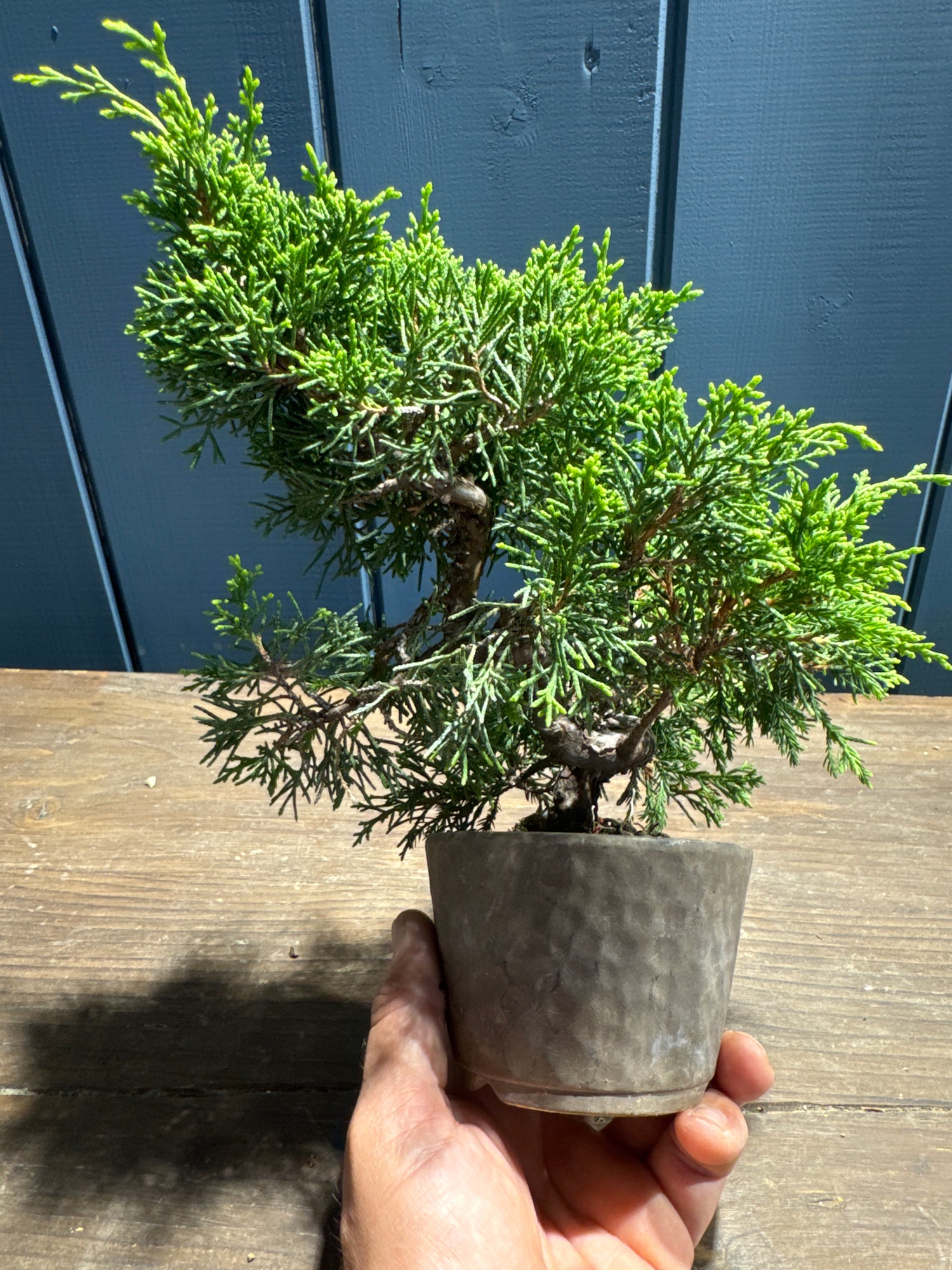 Juniperus chinensis ‘Itoigawa’ JC05