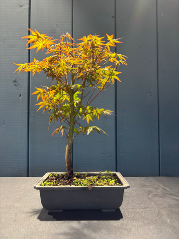 Acer palmatum Yamamomiji (Erable du Japon)