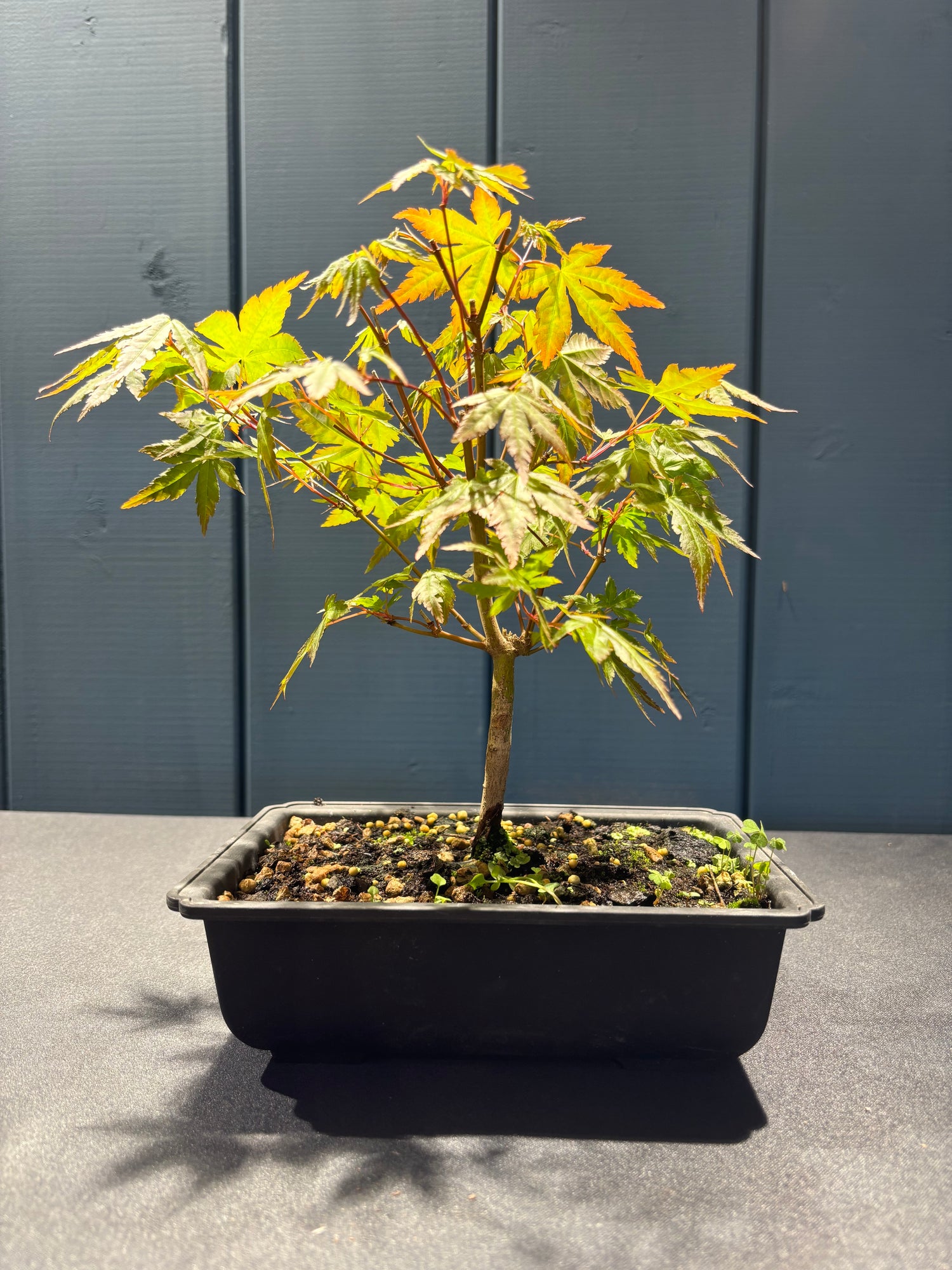 Acer palmatum 'Yamamomiji' (Erable du Japon)