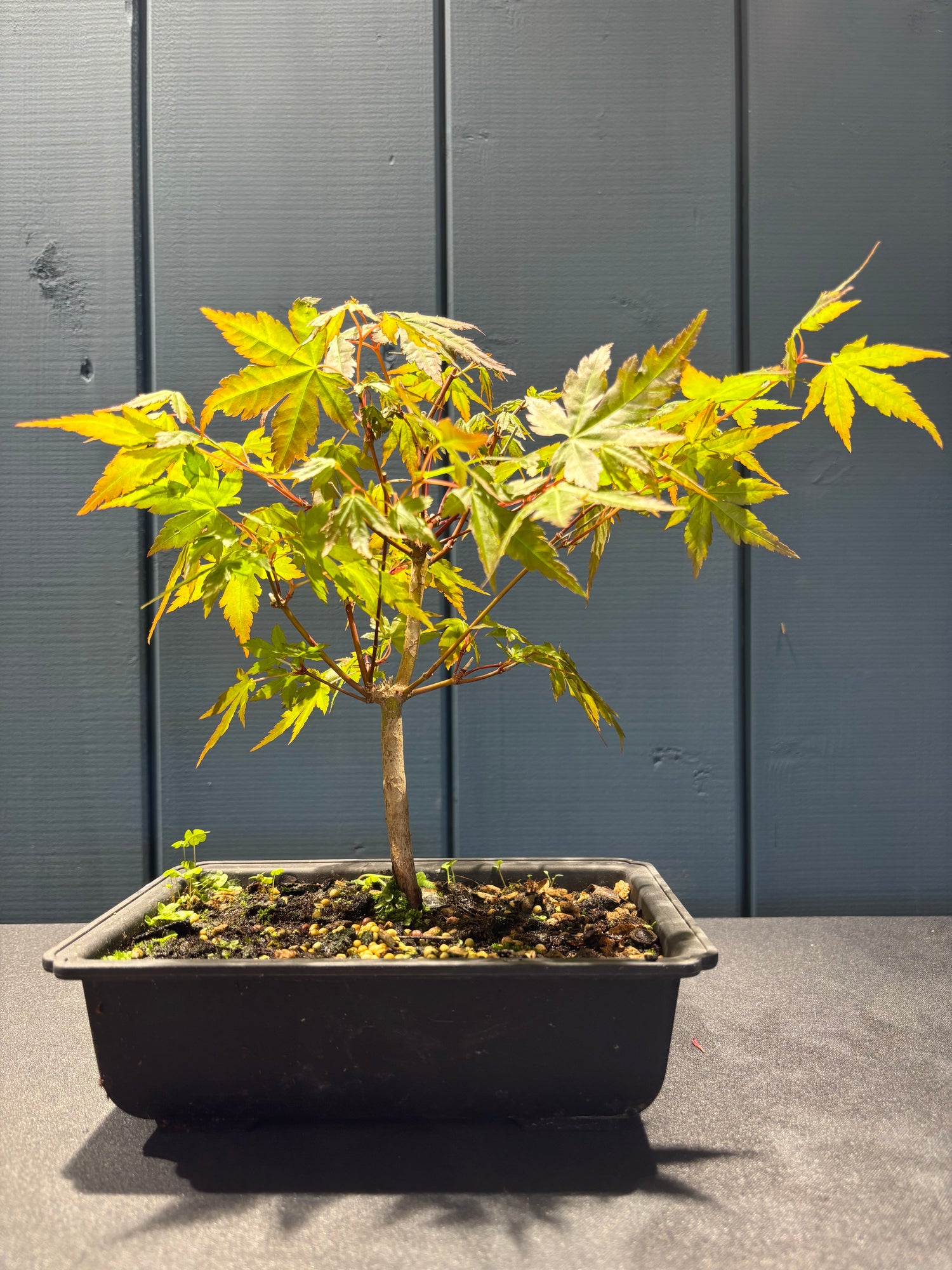 Acer palmatum 'Yamamomiji' (Erable du Japon)