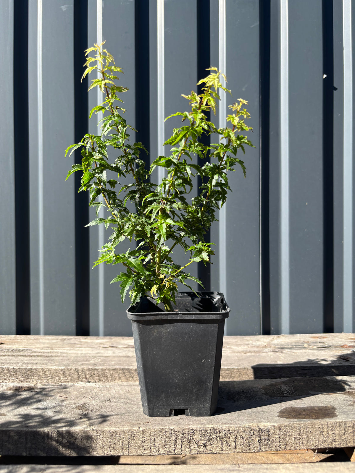 Acer palmatum 'Shishigashira'