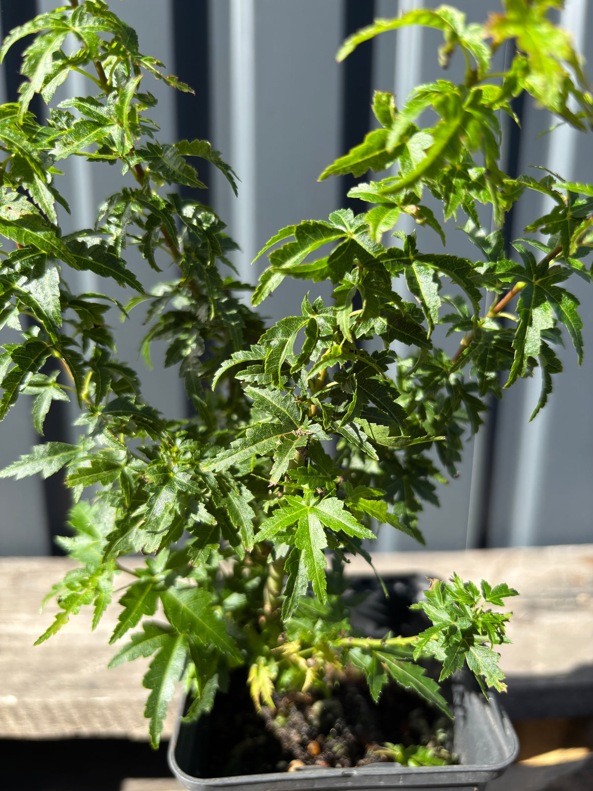 Acer palmatum 'Shishigashira'