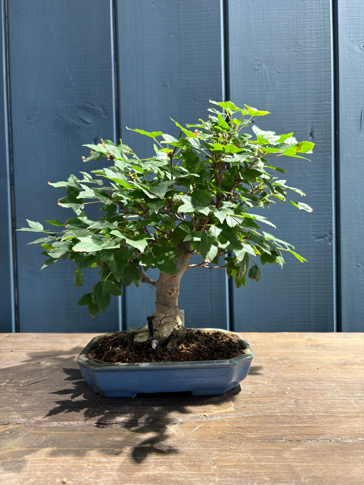 Bonsaï Acer buergerianum (Erable de Buerger)