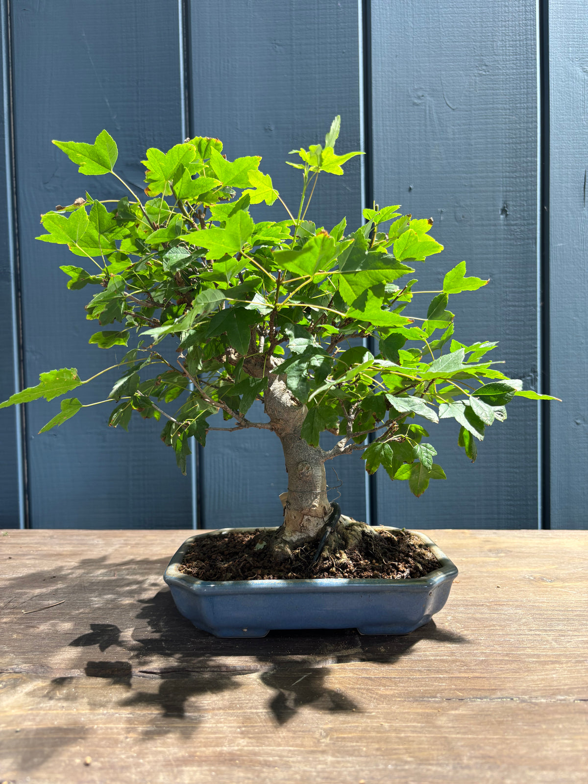 Bonsaï Acer buergerianum (Erable de Buerger)