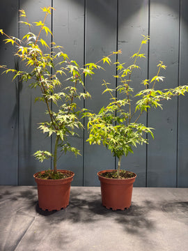 Acer palmatum (Erable du Japon)