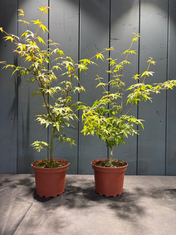 Acer palmatum (Erable du Japon)