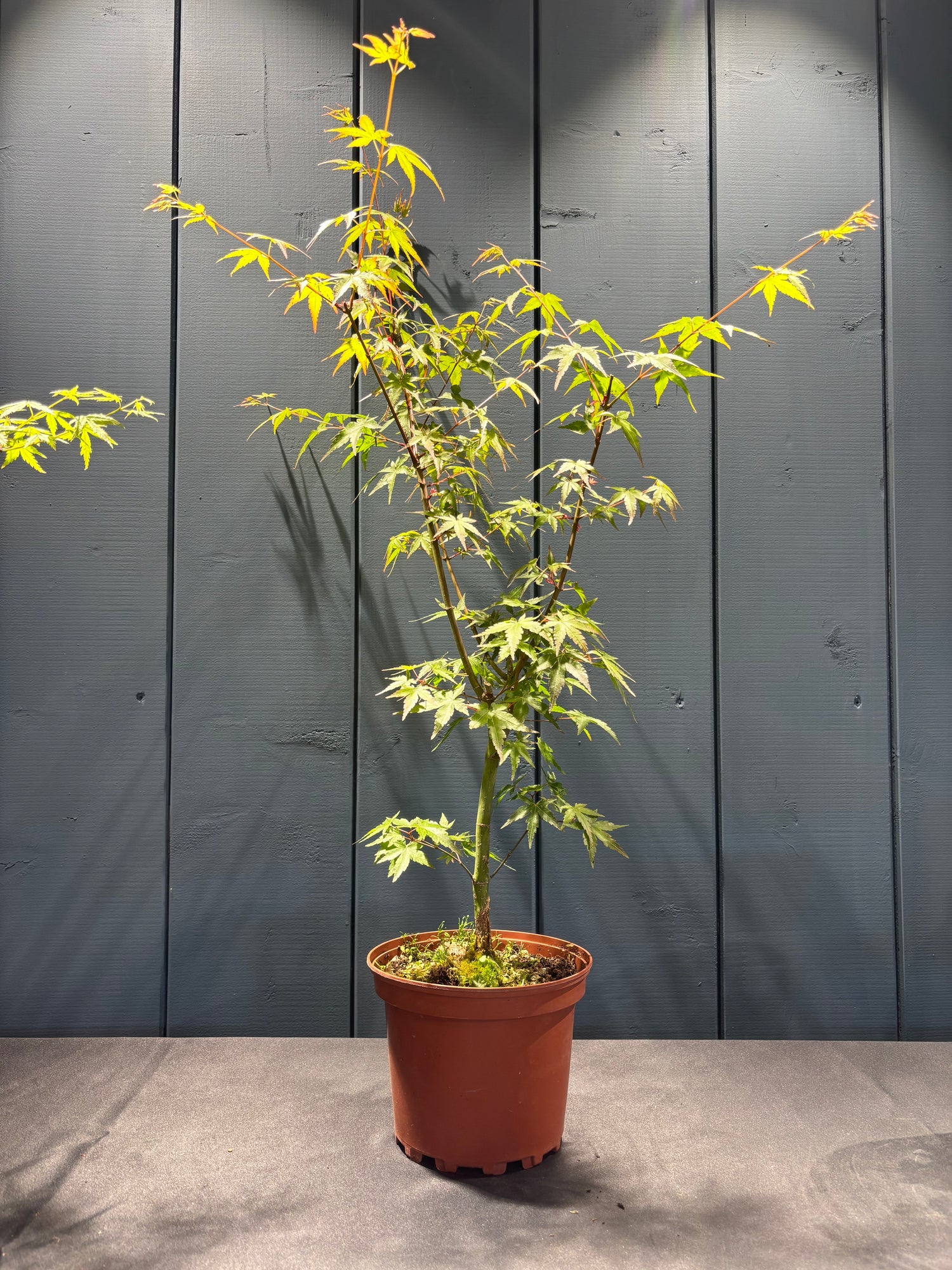 Acer palmatum (Erable du Japon)