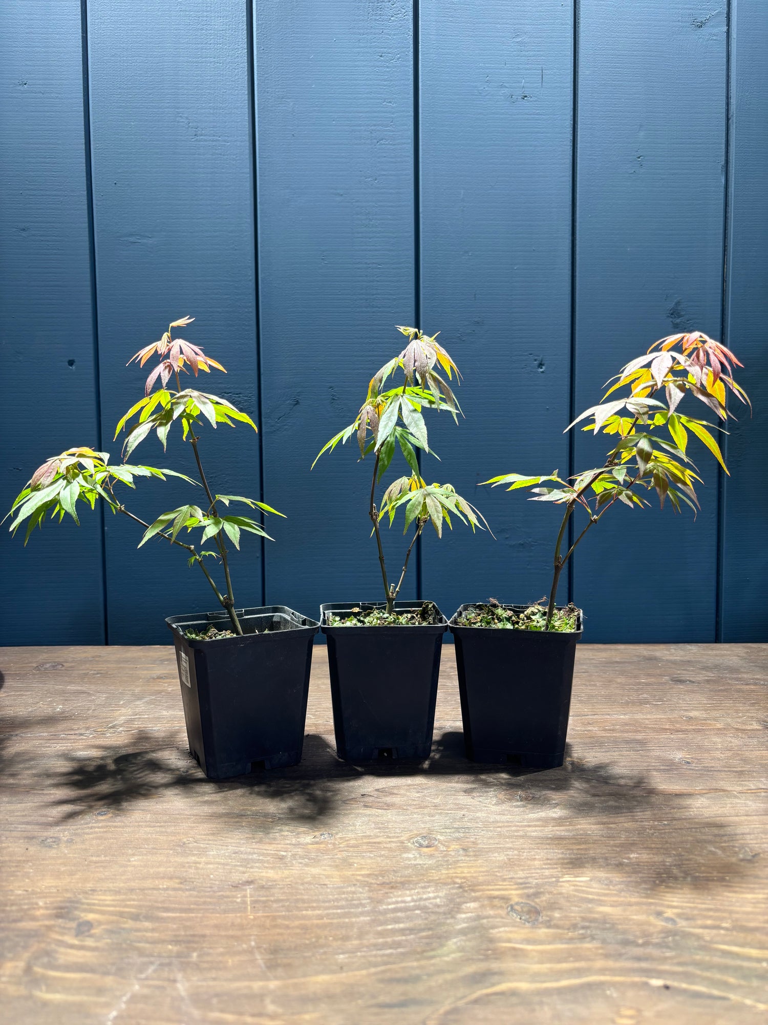 Acer palmatum 'Atropurpureum' (Erable pourpre du Japon)