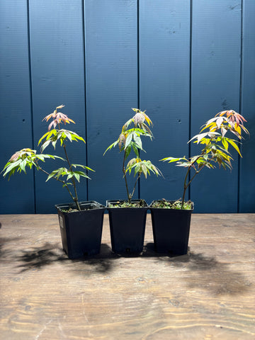 Acer palmatum 'Atropurpureum' (Erable pourpre du Japon) jeuen plant
