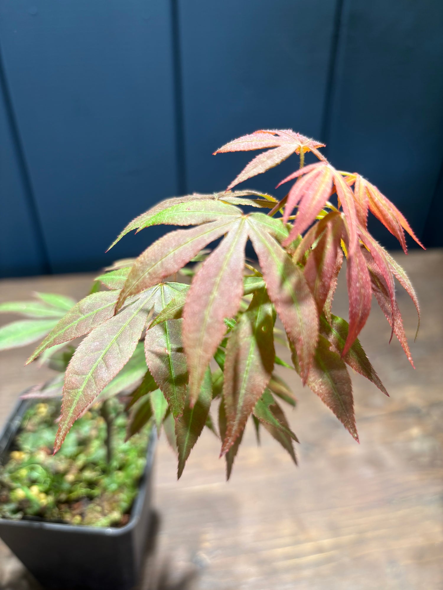 Acer palmatum 'Atropurpureum' (Erable pourpre du Japon)