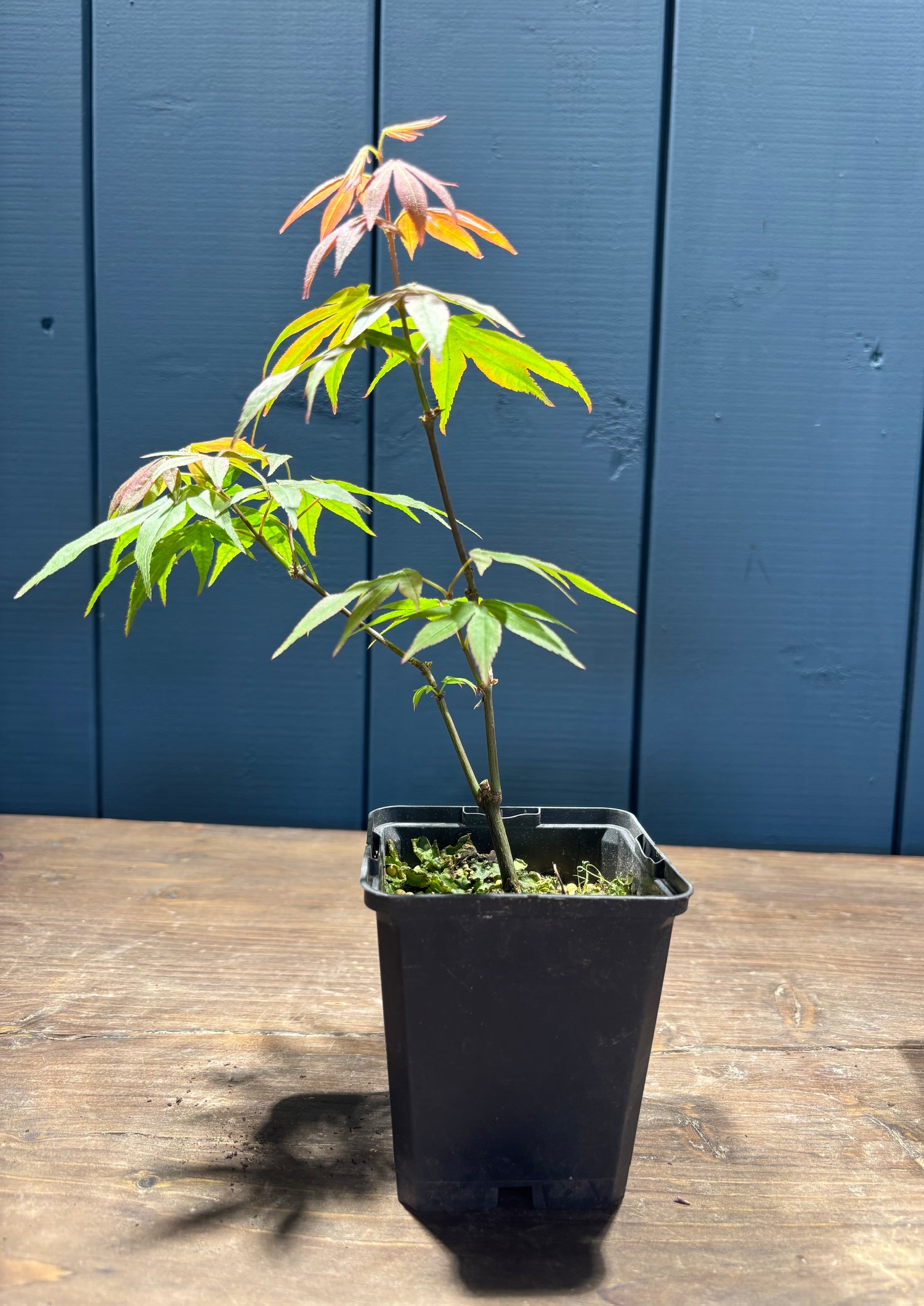 Acer palmatum 'Atropurpureum' (Erable pourpre du Japon)