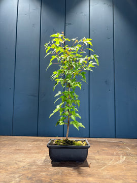 Acer buergerianum (Érable de Buerger)