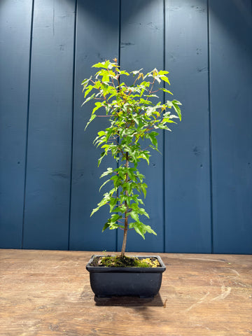 Acer buergerianum (Érable de Buerger)