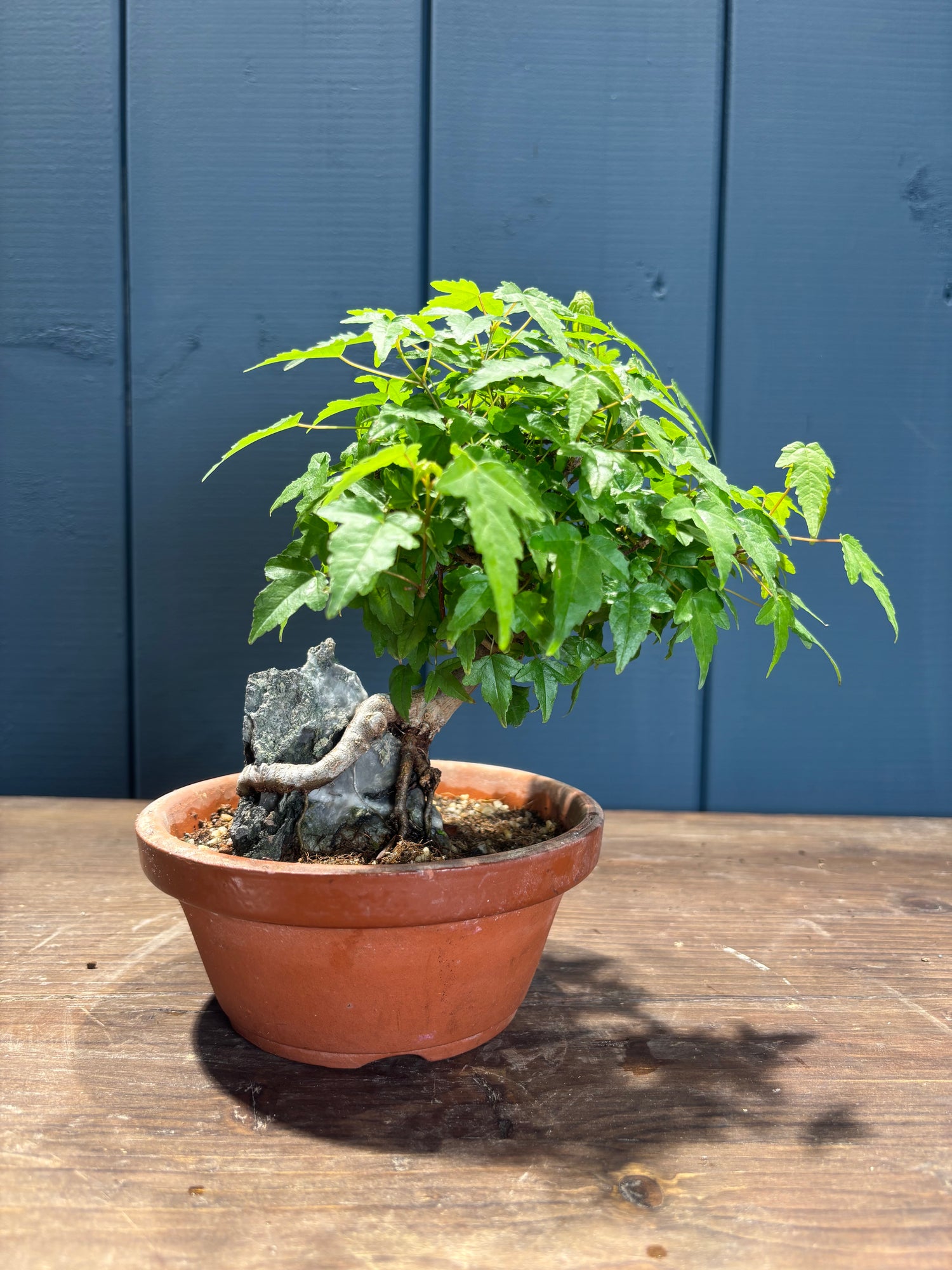 Acer buergerianum sur roche (Érable de Buerger)