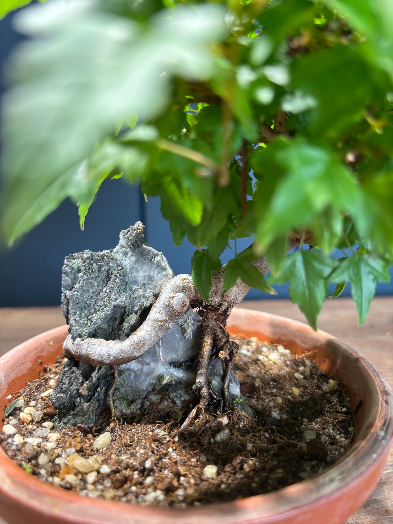 Acer buergerianum sur roche (Érable de Buerger)