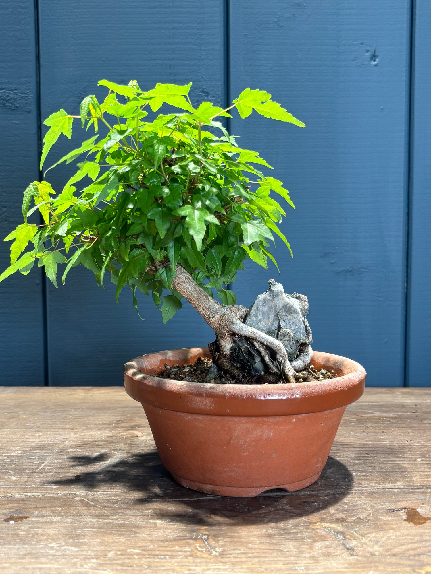 Acer buergerianum sur roche (Érable de Buerger)