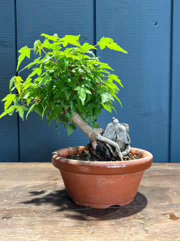 Acer buergerianum sur roche (Érable de Buerger)