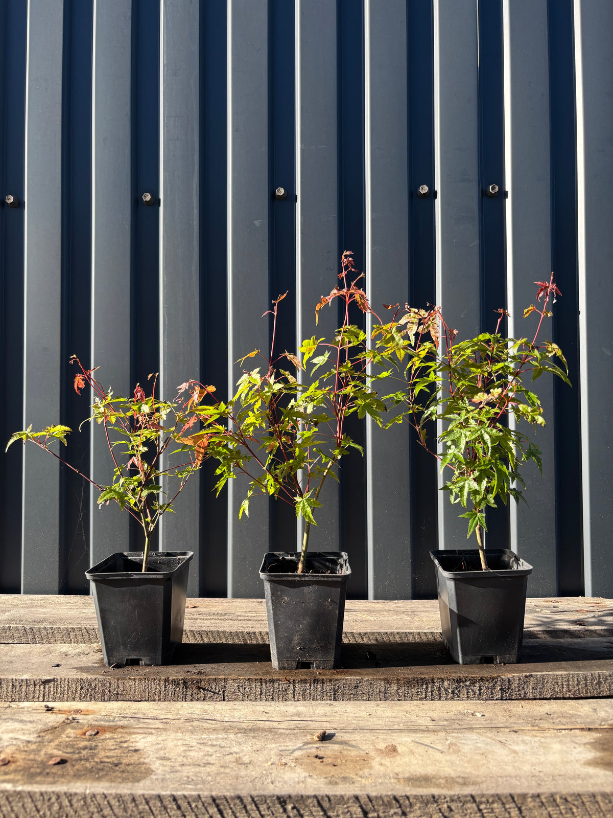 Acer palmatum ‘Deshojo’ (Erable du Japon) jeune plant