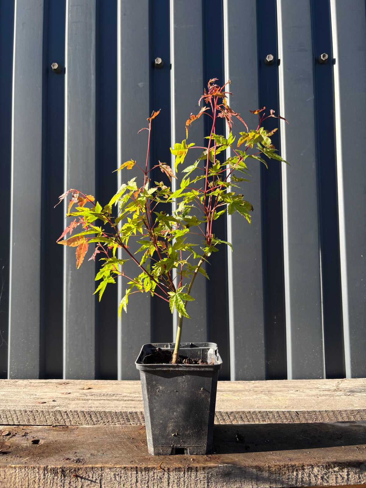 Acer palmatum ‘Deshojo’ (Erable du Japon) jeune plant
