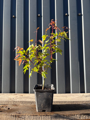 Acer palmatum ‘Deshojo’ (Erable du Japon) jeune plant