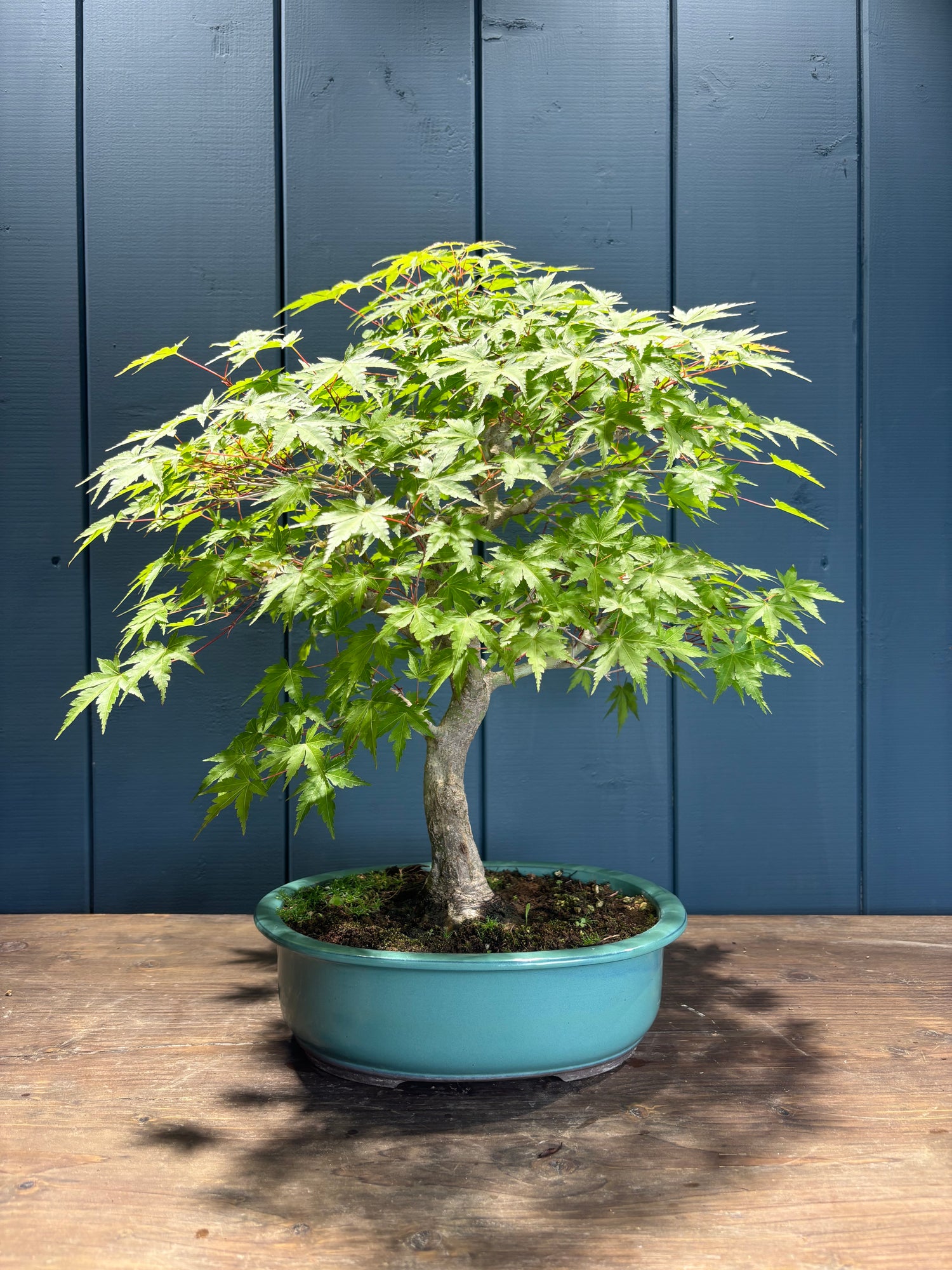 Acer palmatum 'Yamamomiji' (Erable du Japon)