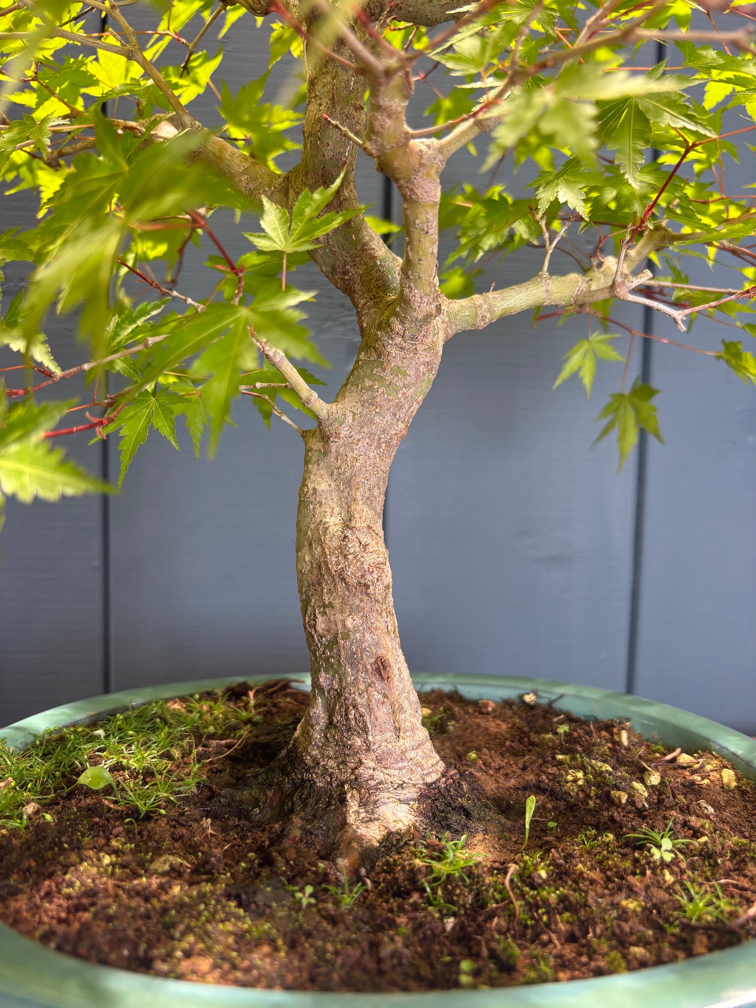 Acer palmatum 'Yamamomiji' (Erable du Japon)