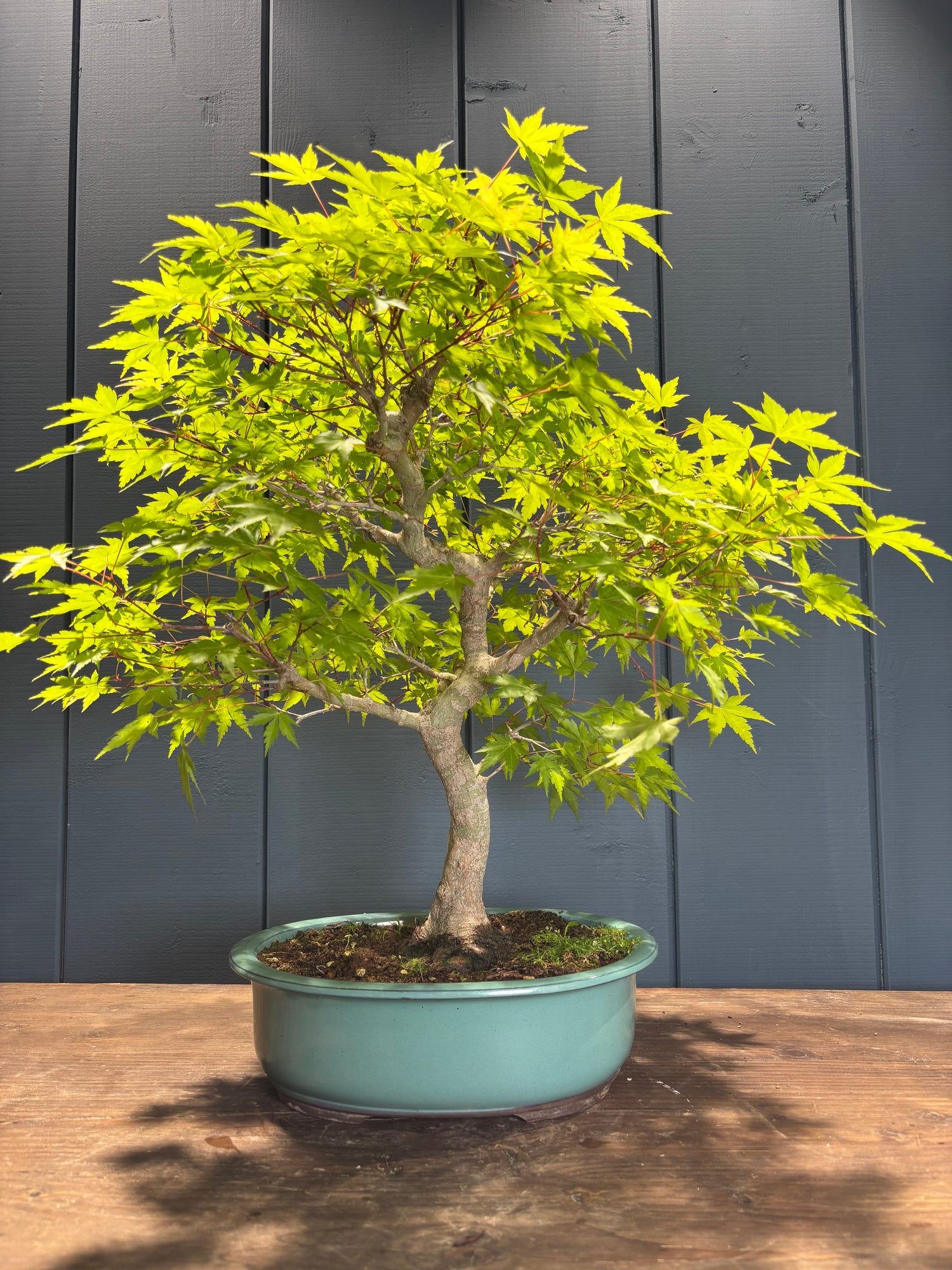 Acer palmatum 'Yamamomiji' (Erable du Japon)